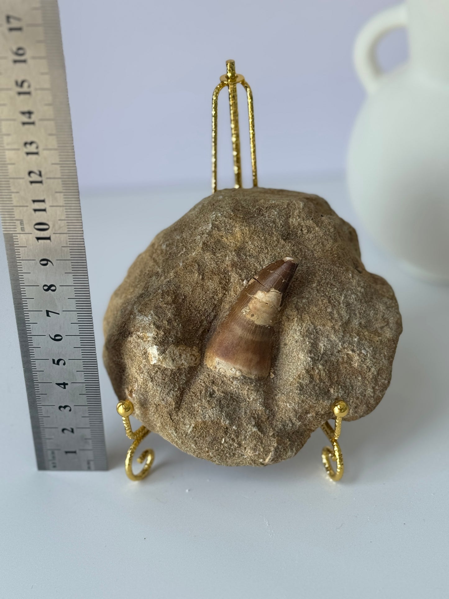 Mossasaur Tooth in Natural Matrix