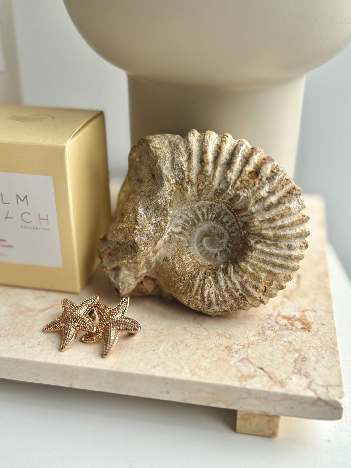 Ammonite Fossil