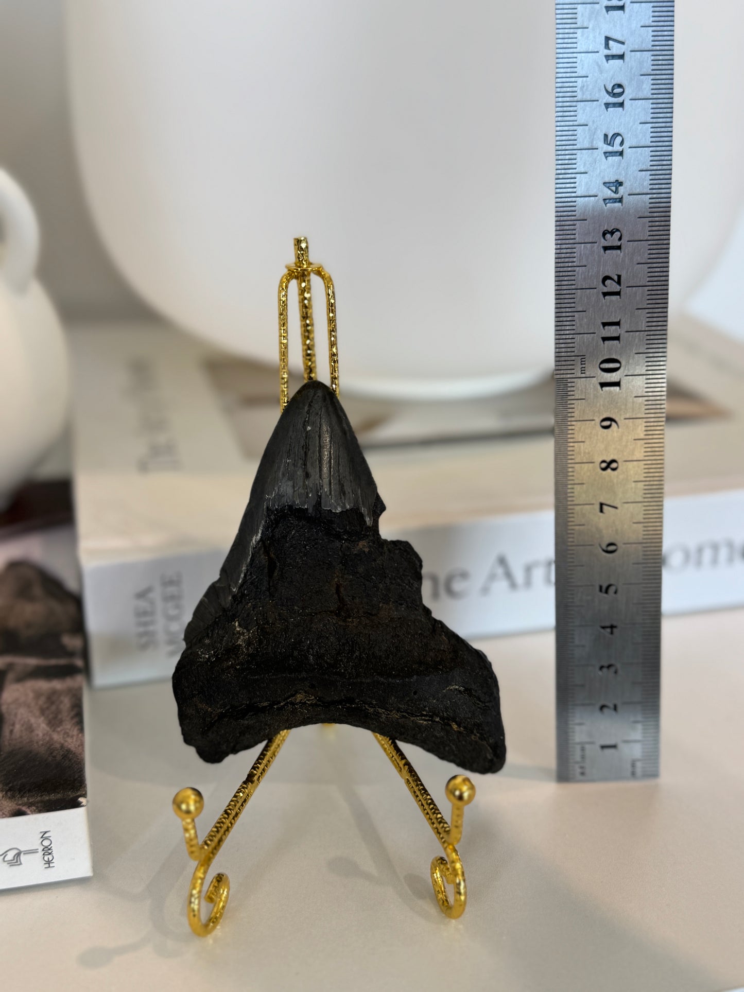Genuine Megalodon Tooth Fossil