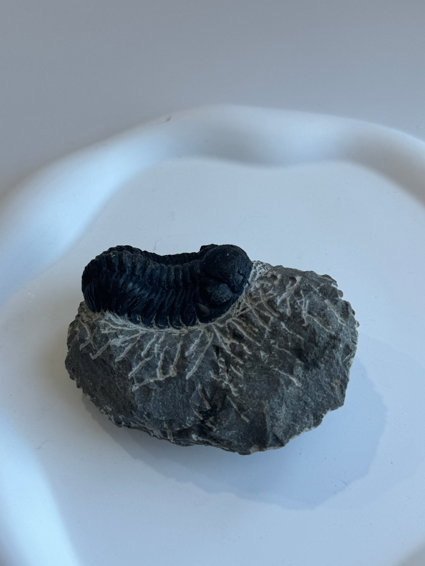 Genuine Trilobite Fossil - A