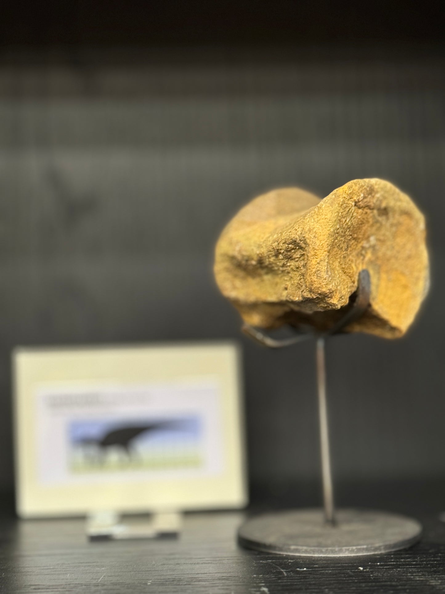Hadrosaurus Vertebrae