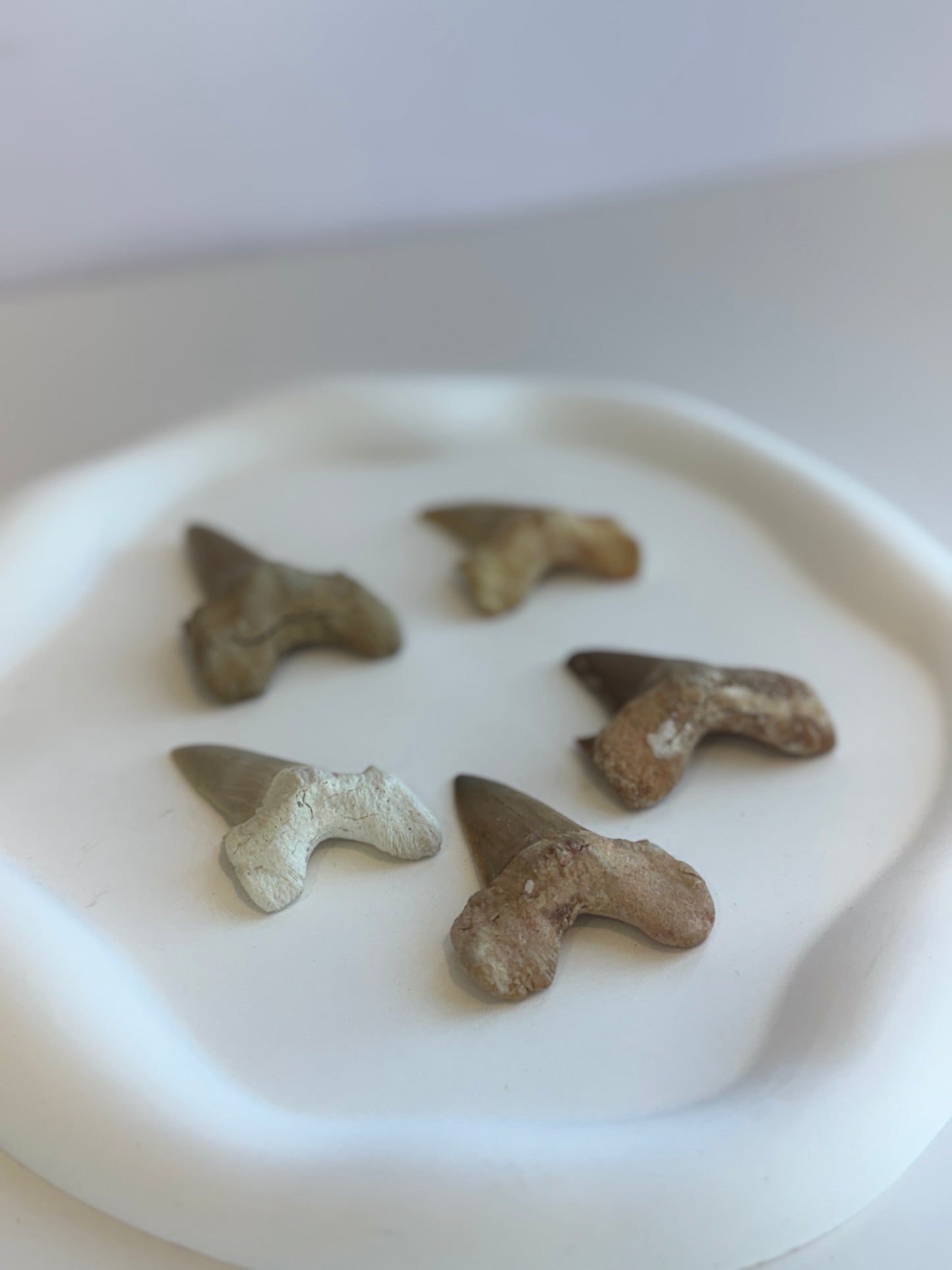 Lamna Oblique Shark Tooth