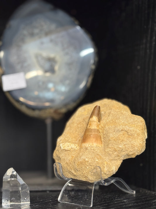 Mossasaur Tooth in Natural Matrix