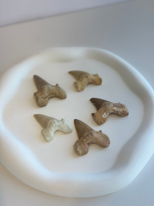 Lamna Oblique Shark Tooth