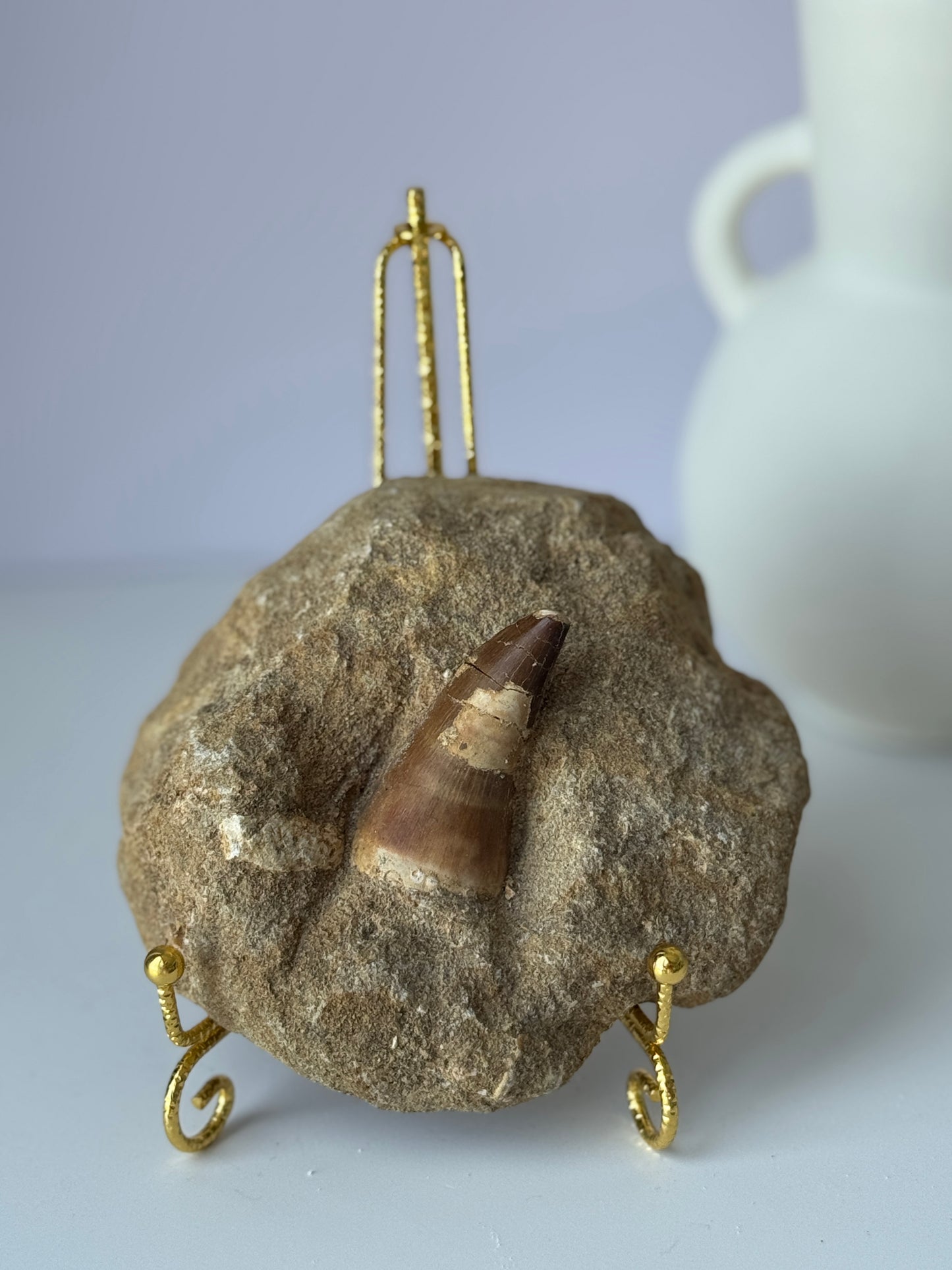 Mossasaur Tooth in Natural Matrix