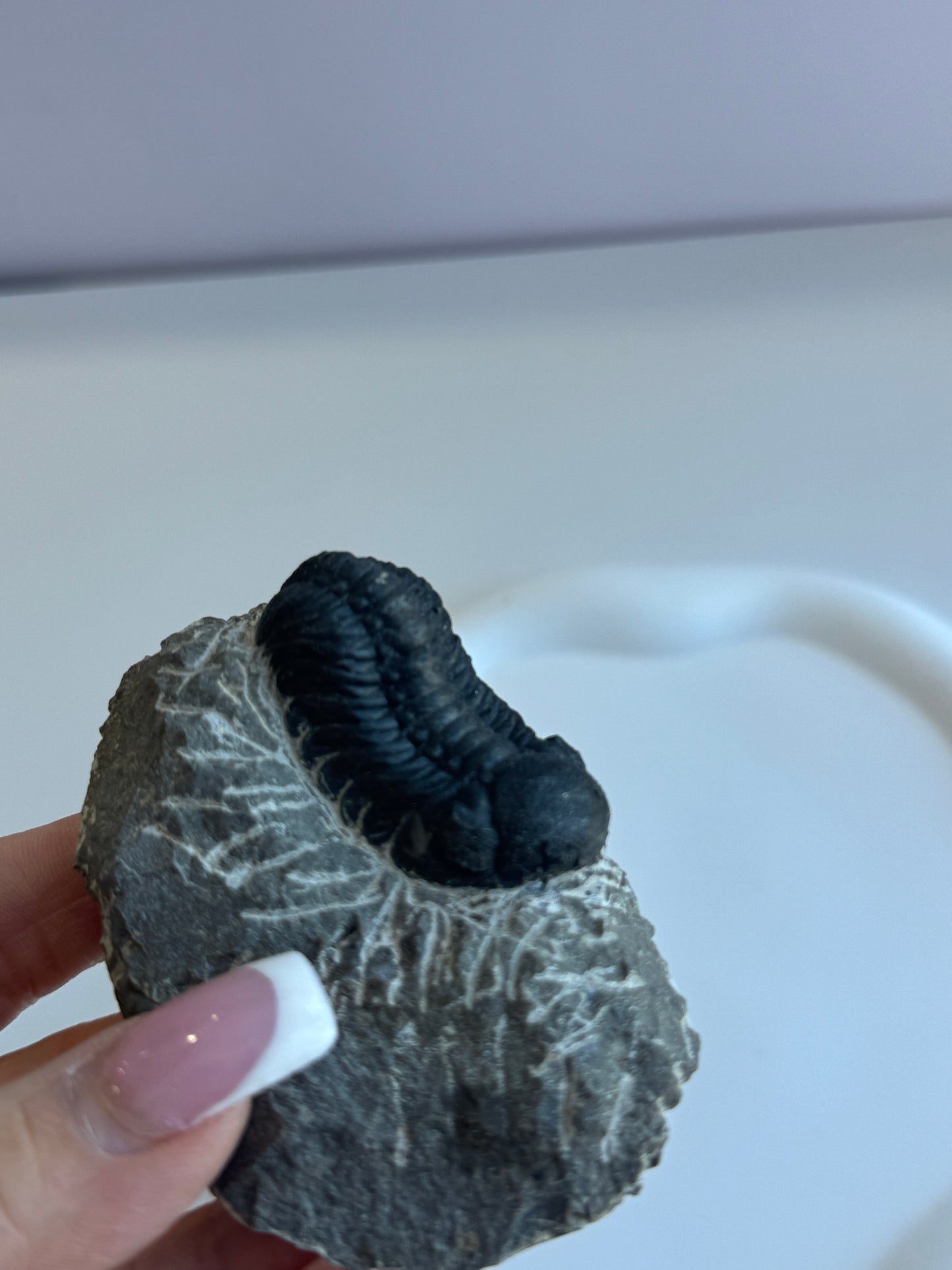 Genuine Trilobite Fossil - A