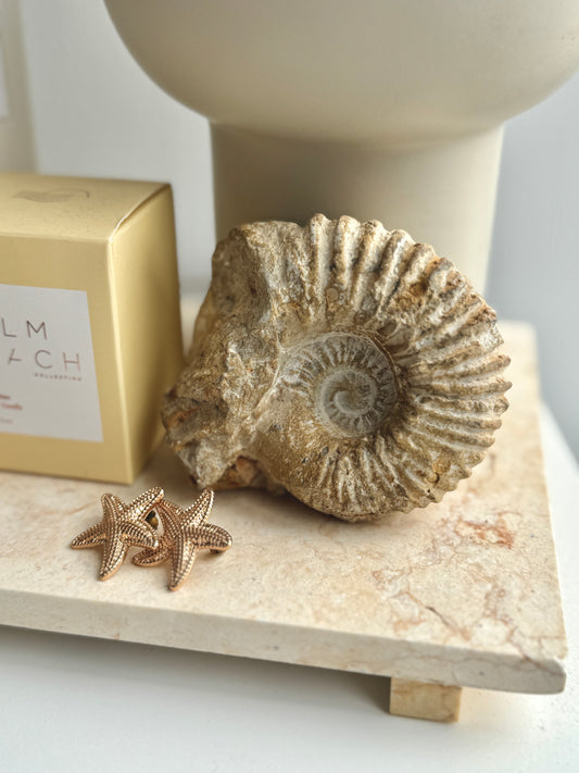 Ammonite Fossil