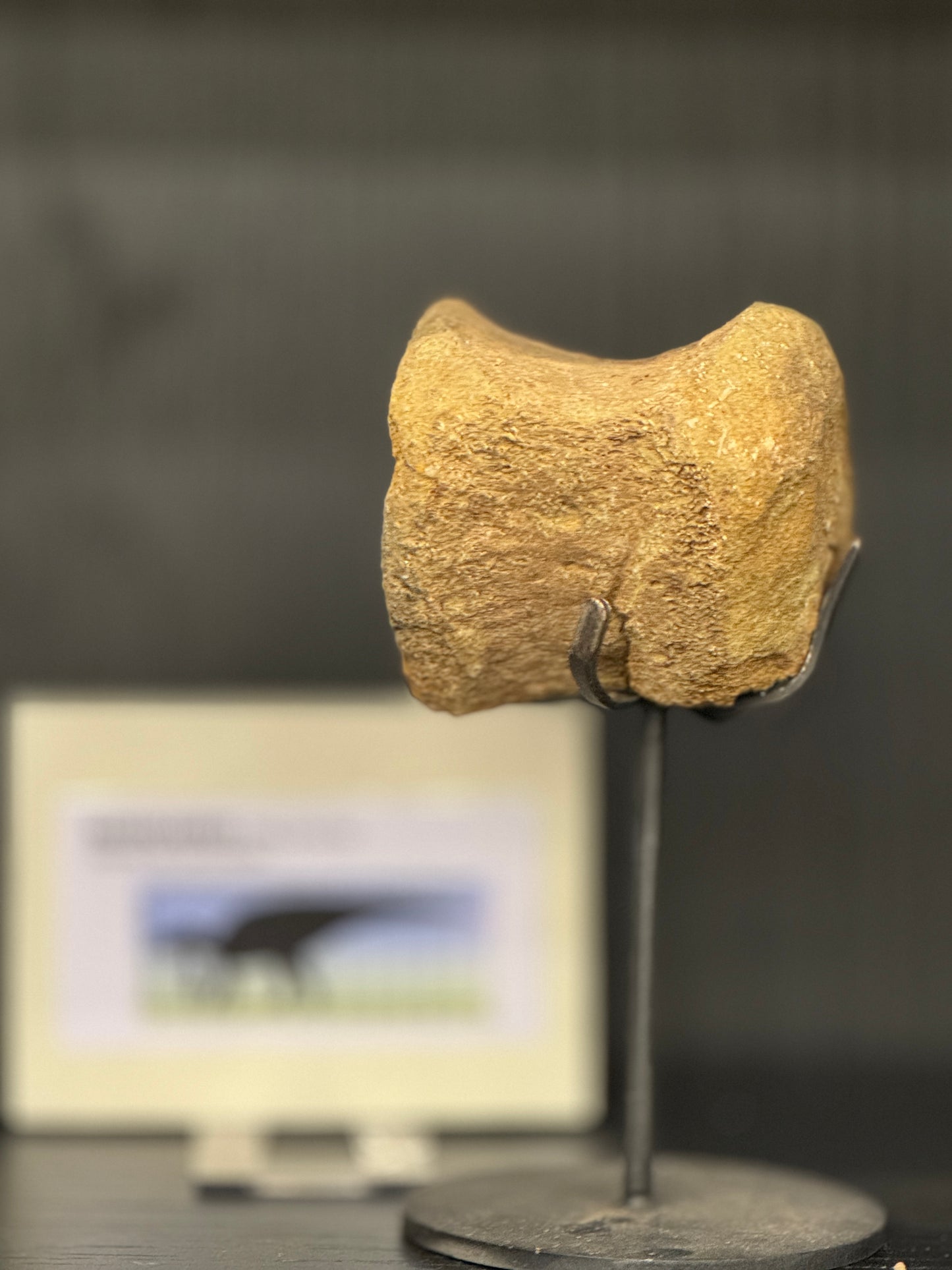 Hadrosaurus Vertebrae