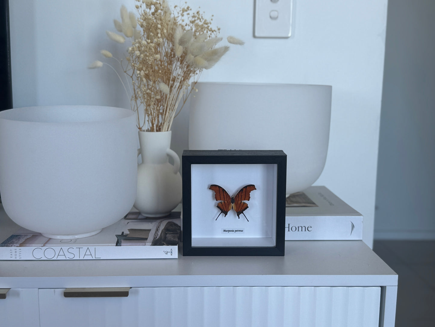 Marpesia Petreus - Framed