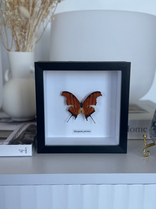 Marpesia Petreus - Framed