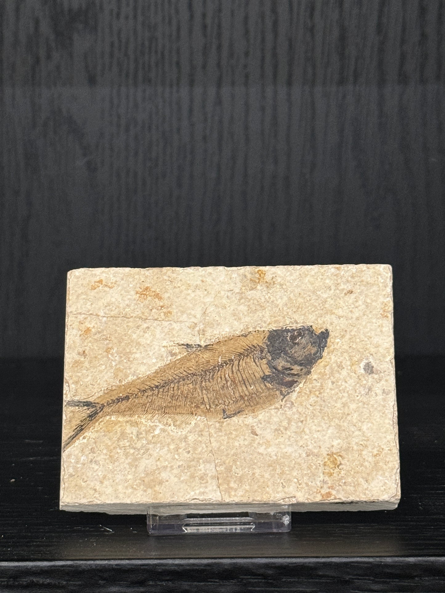 Fossil Fish: Knightia Species- Intuitively Selected