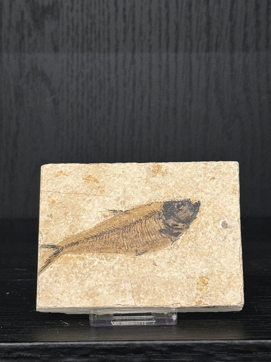 Fossil Fish: Knightia Species- Intuitively Selected