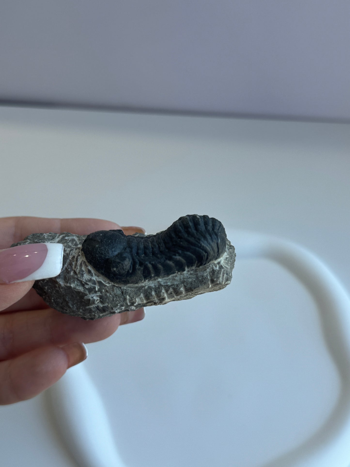 Genuine Trilobite Fossil - A