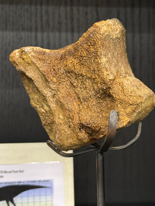 Hadrosaurus Vertebrae