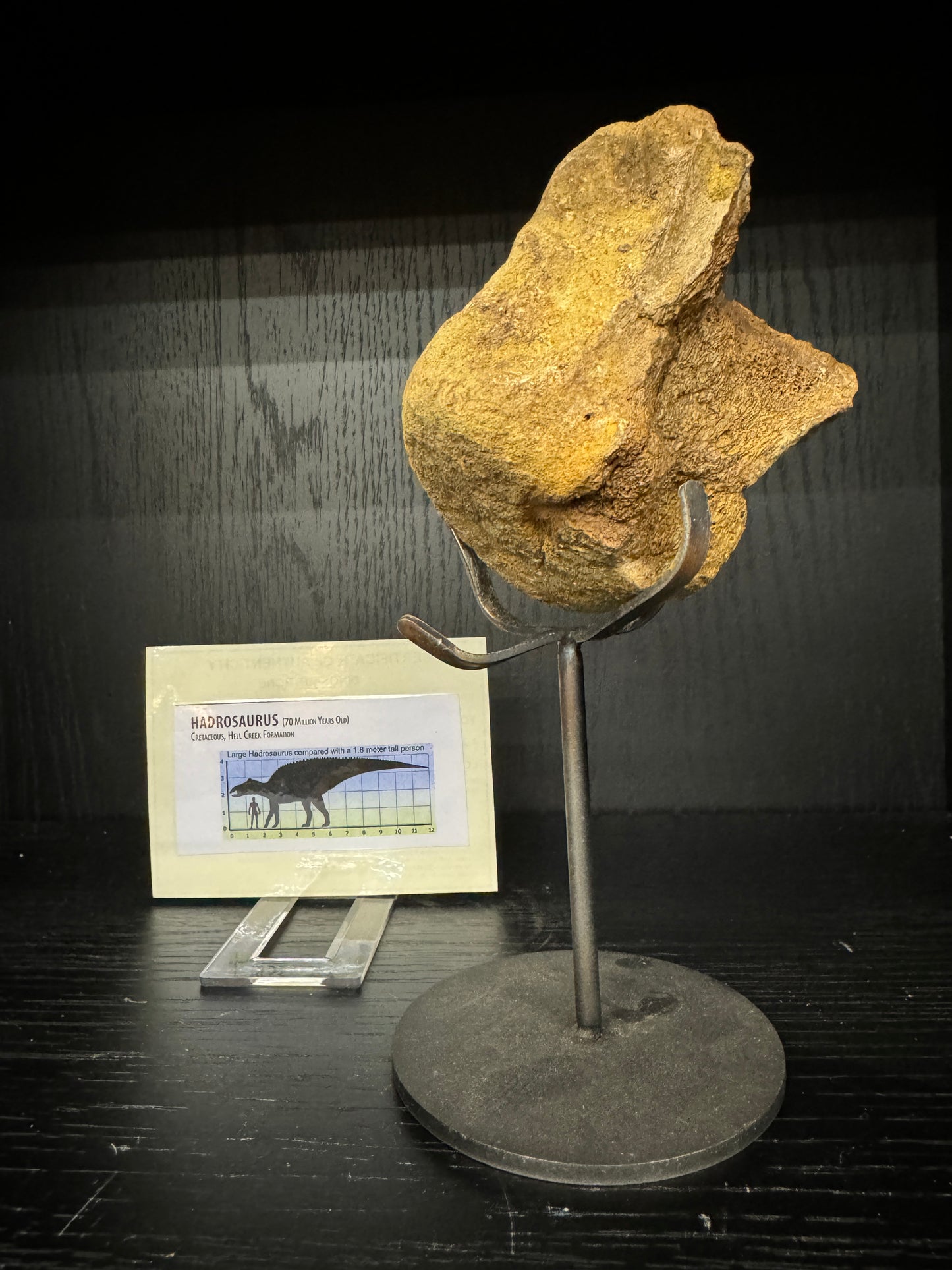 Hadrosaurus Vertebrae