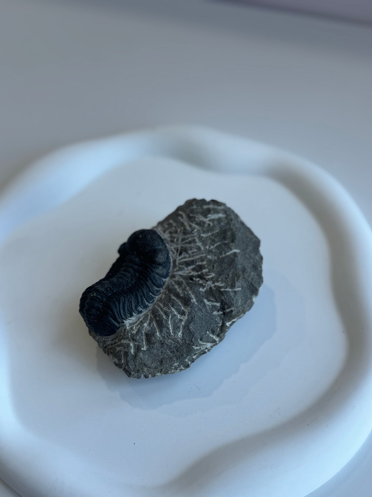 Genuine Trilobite Fossil - A