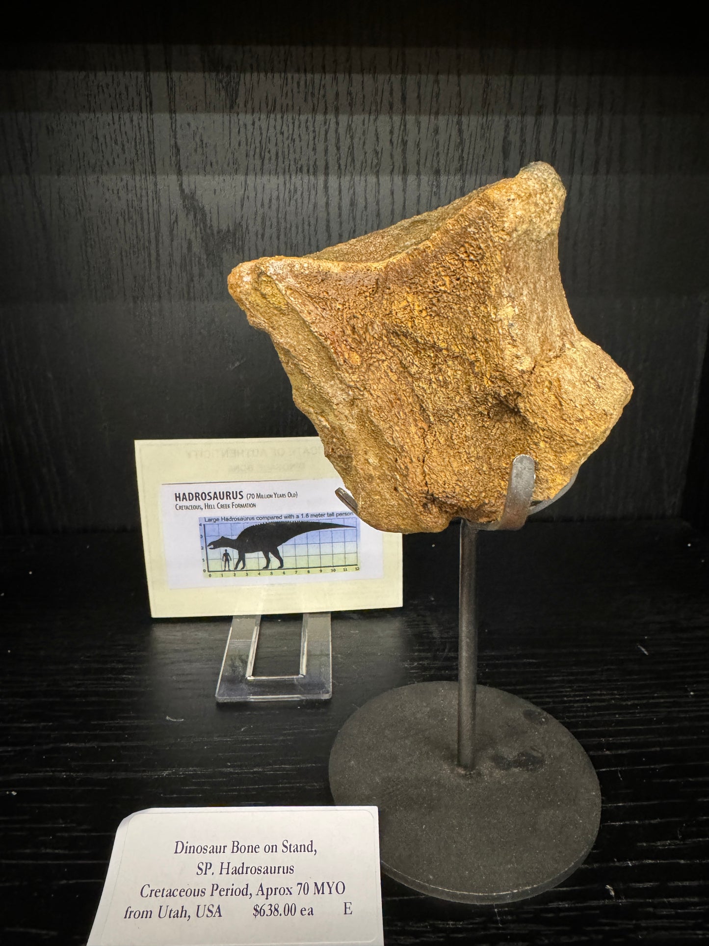 Hadrosaurus Vertebrae
