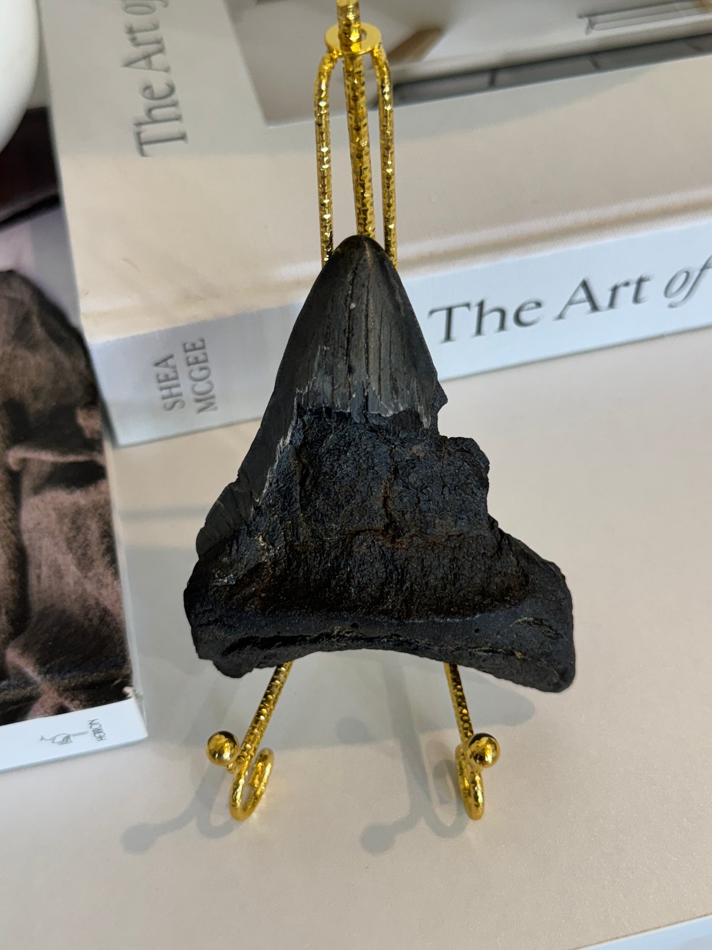 Genuine Megalodon Tooth Fossil