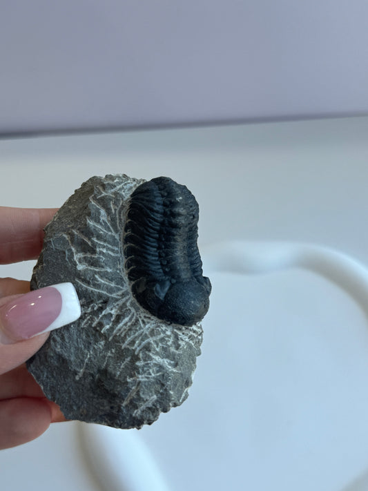 Genuine Trilobite Fossil - A