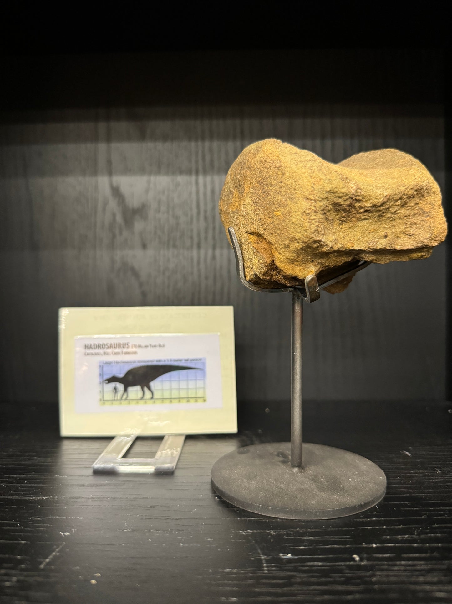 Hadrosaurus Vertebrae