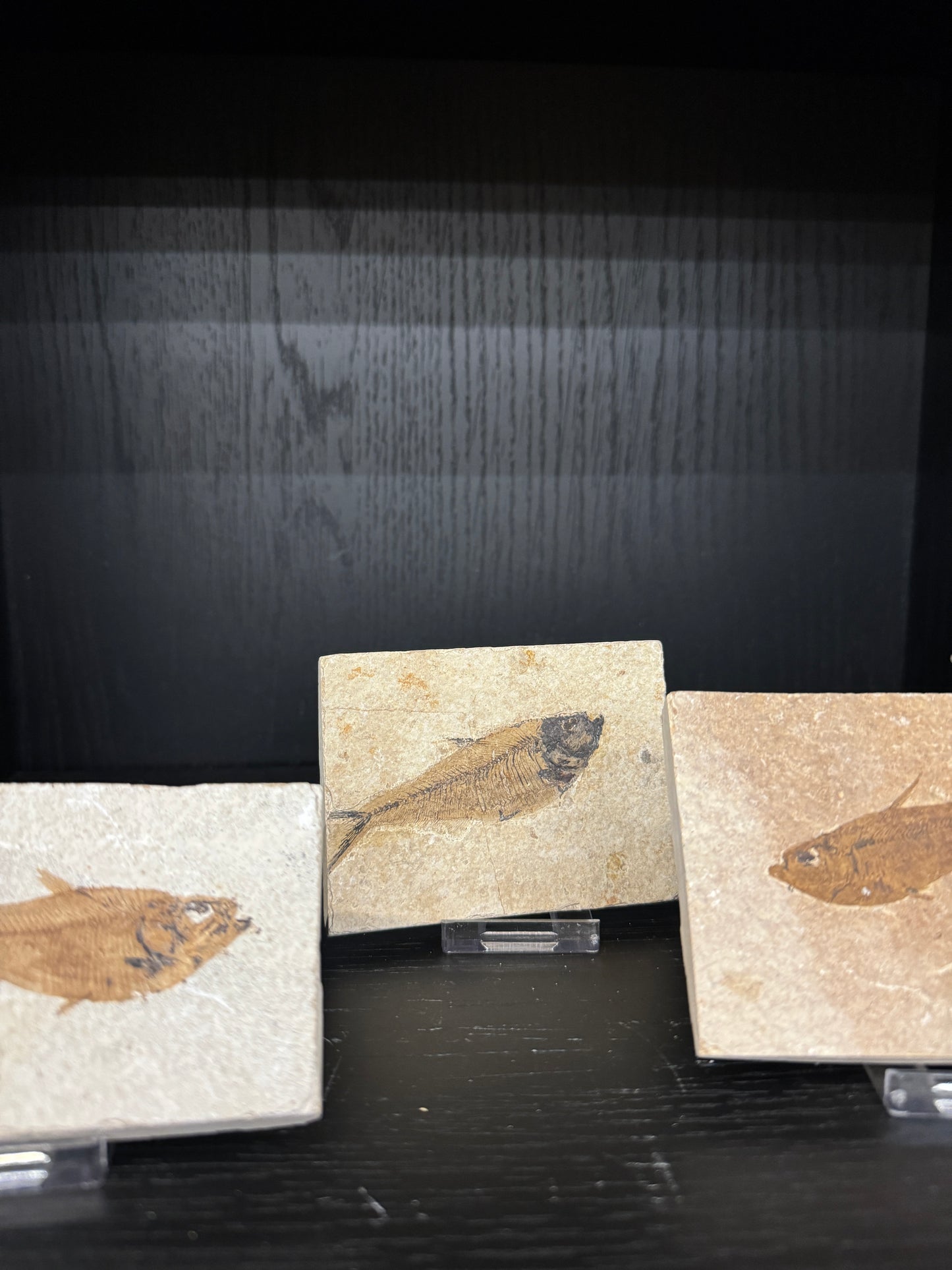 Fossil Fish: Knightia Species- Intuitively Selected