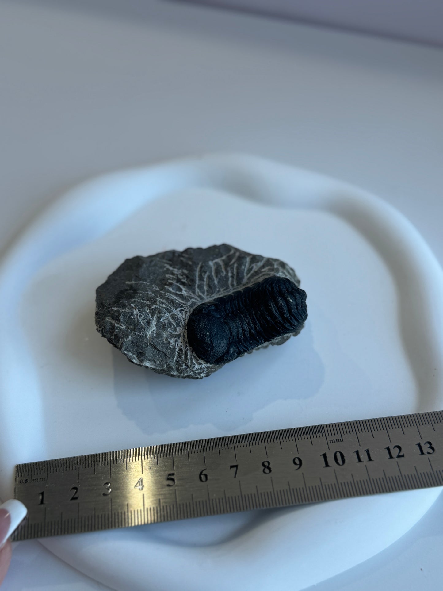 Genuine Trilobite Fossil - A