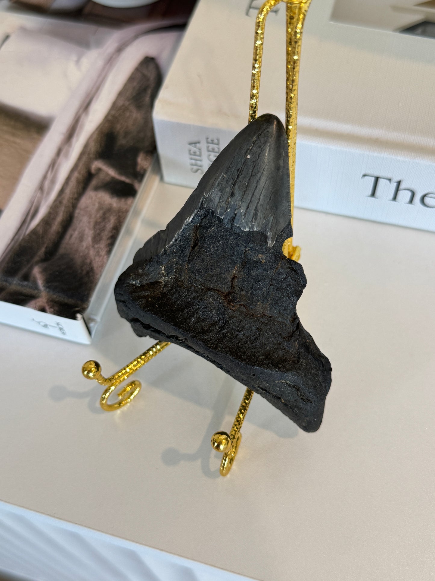 Genuine Megalodon Tooth Fossil