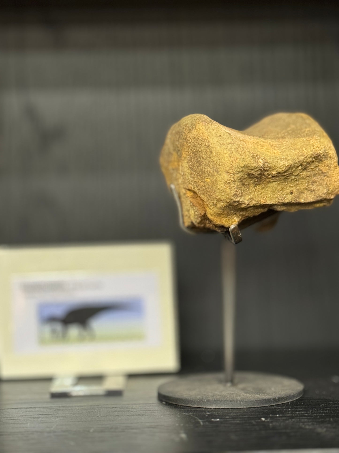 Hadrosaurus Vertebrae