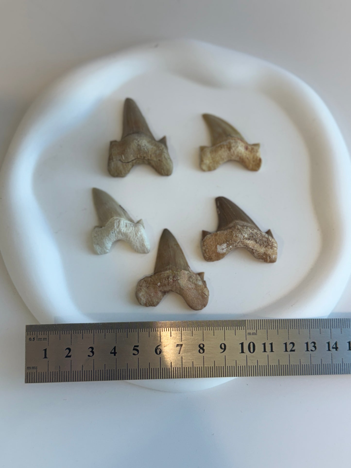 Lamna Oblique Shark Tooth