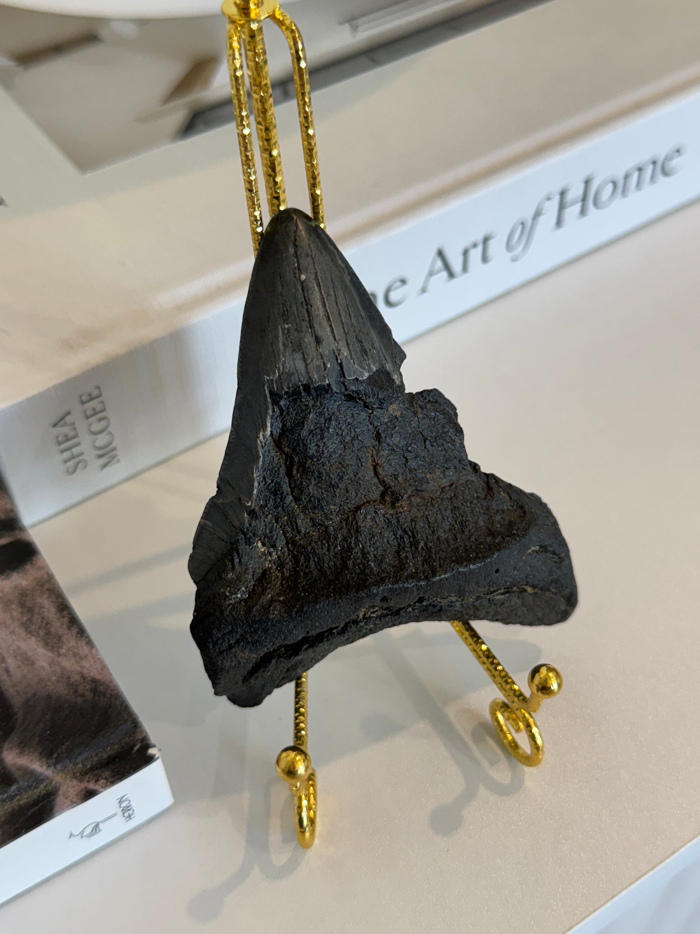 Genuine Megalodon Tooth Fossil