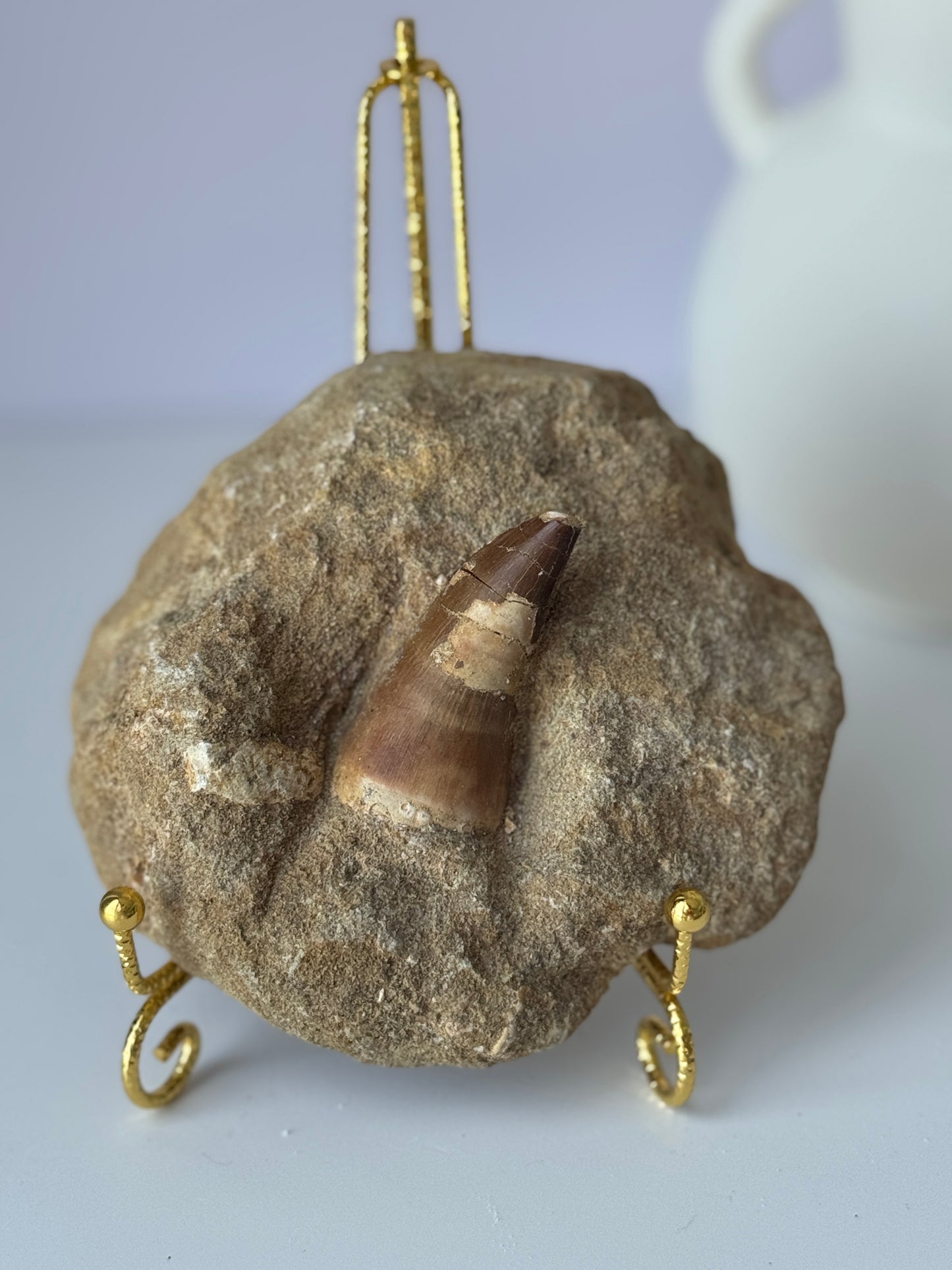 Mossasaur Tooth in Natural Matrix