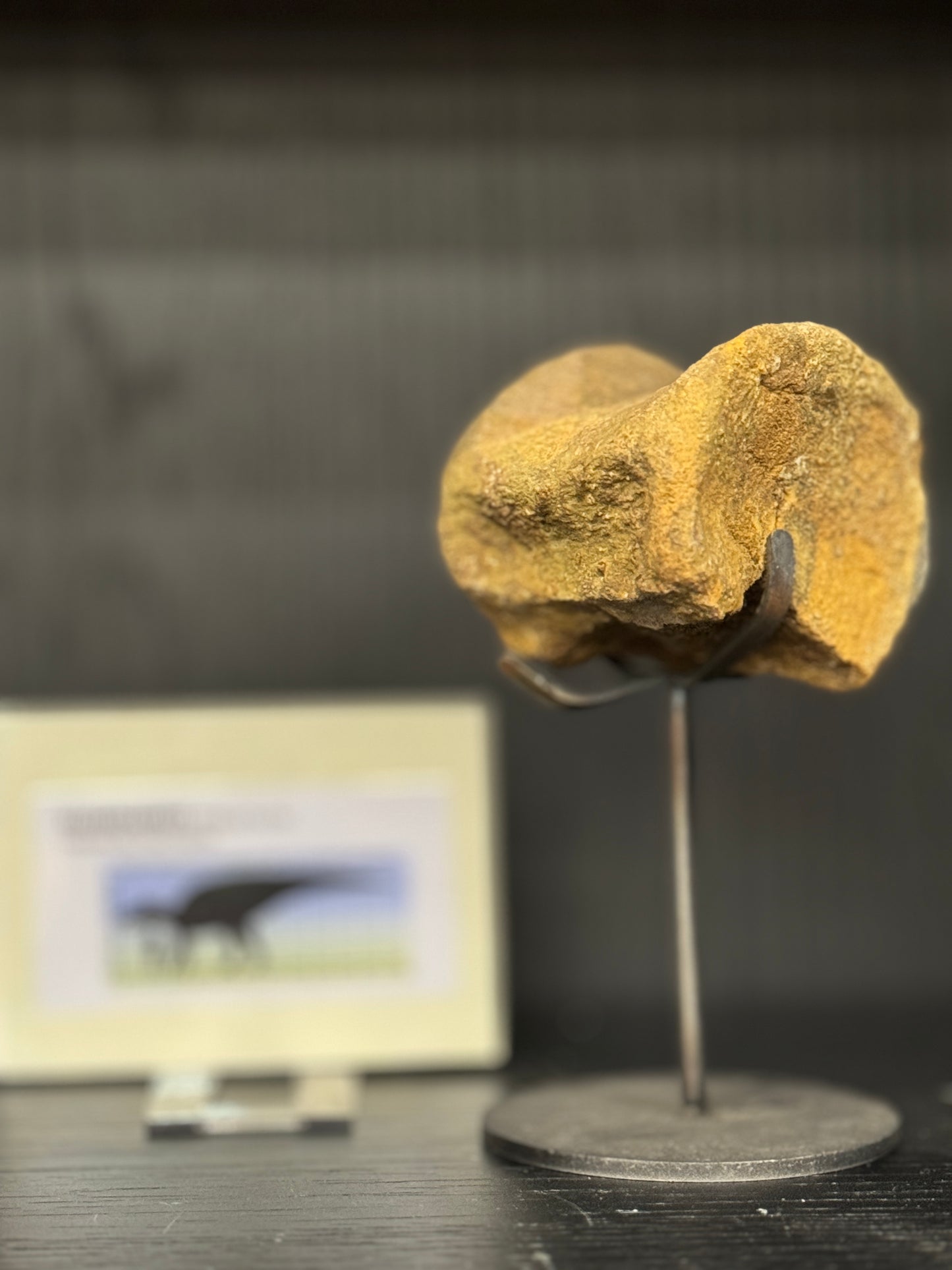 Hadrosaurus Vertebrae